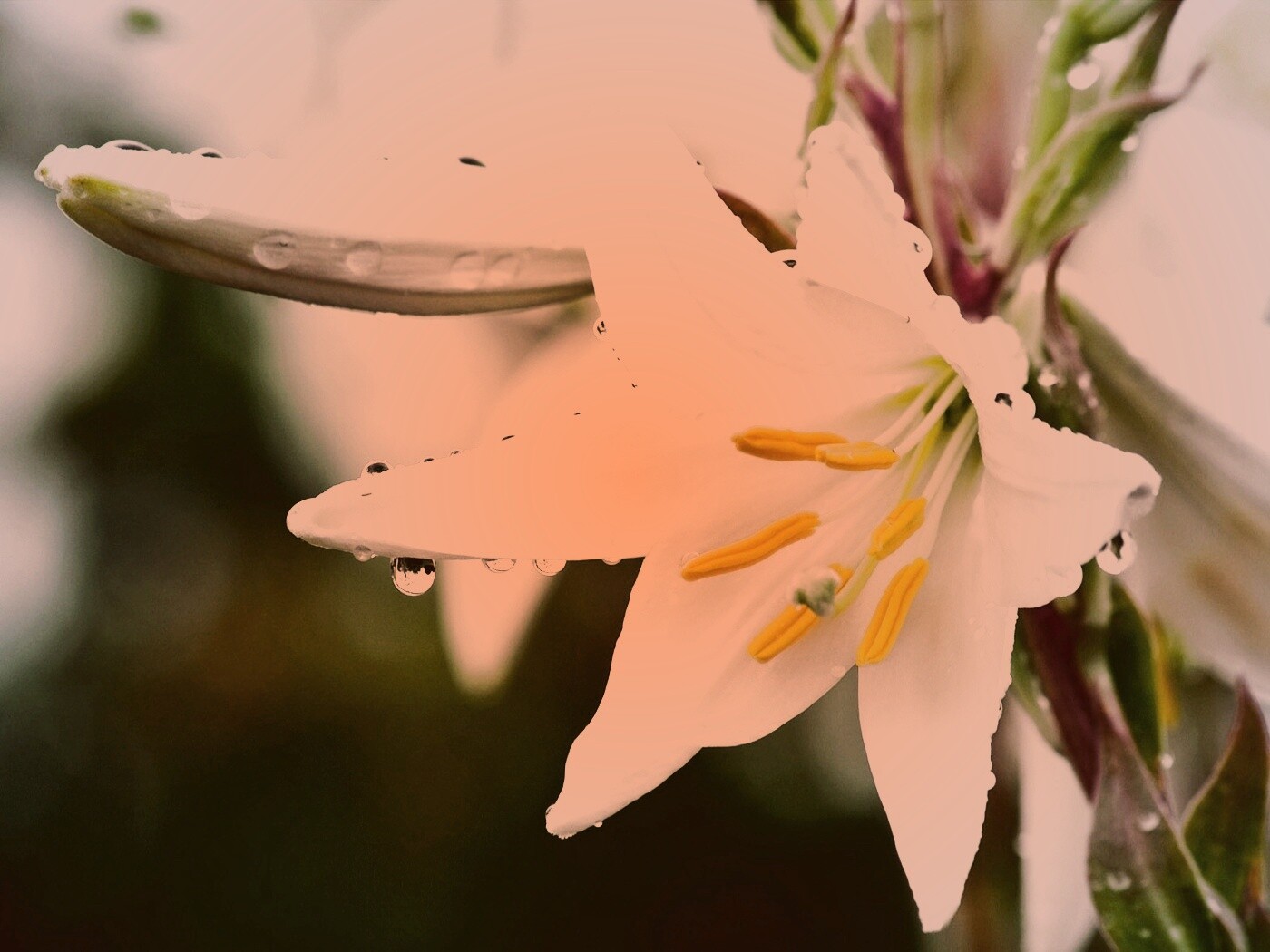 Белая лилия обои