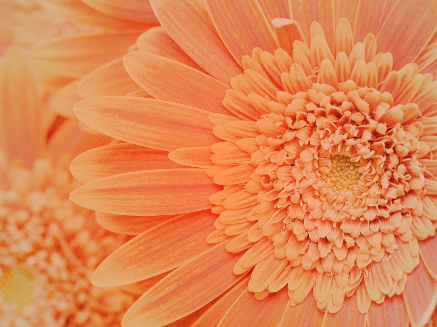 Большой оранжевый гербер обои