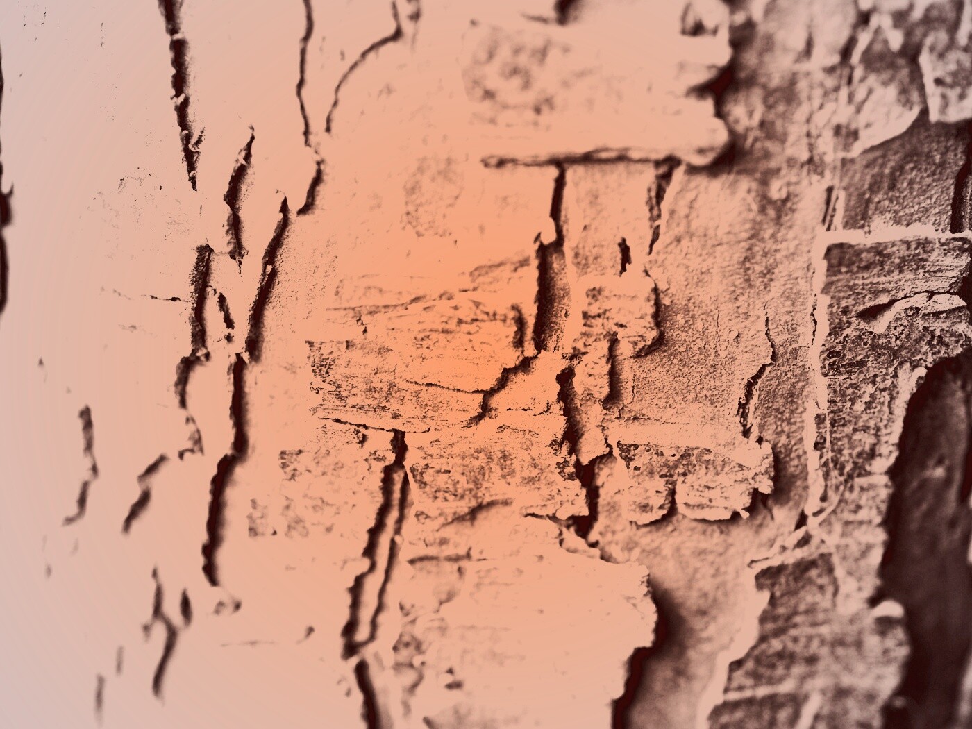 Белая кора обои