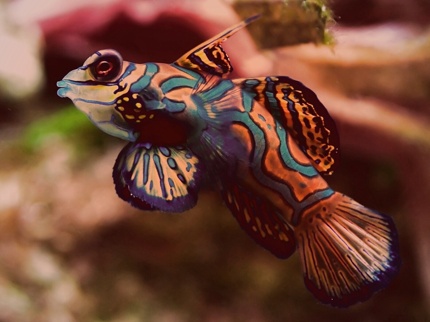 Разноцветная рыбка обои