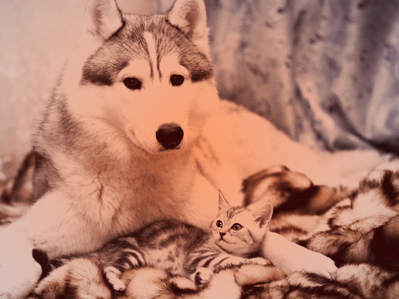 Собака и котенок обои