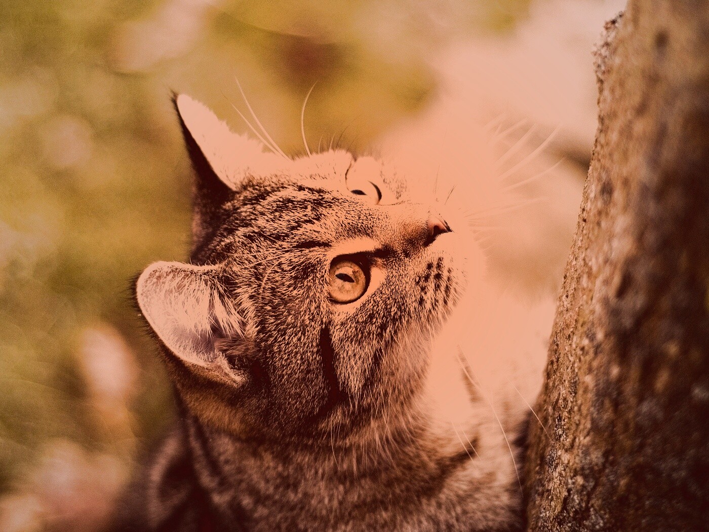 Кошак на дереве обои