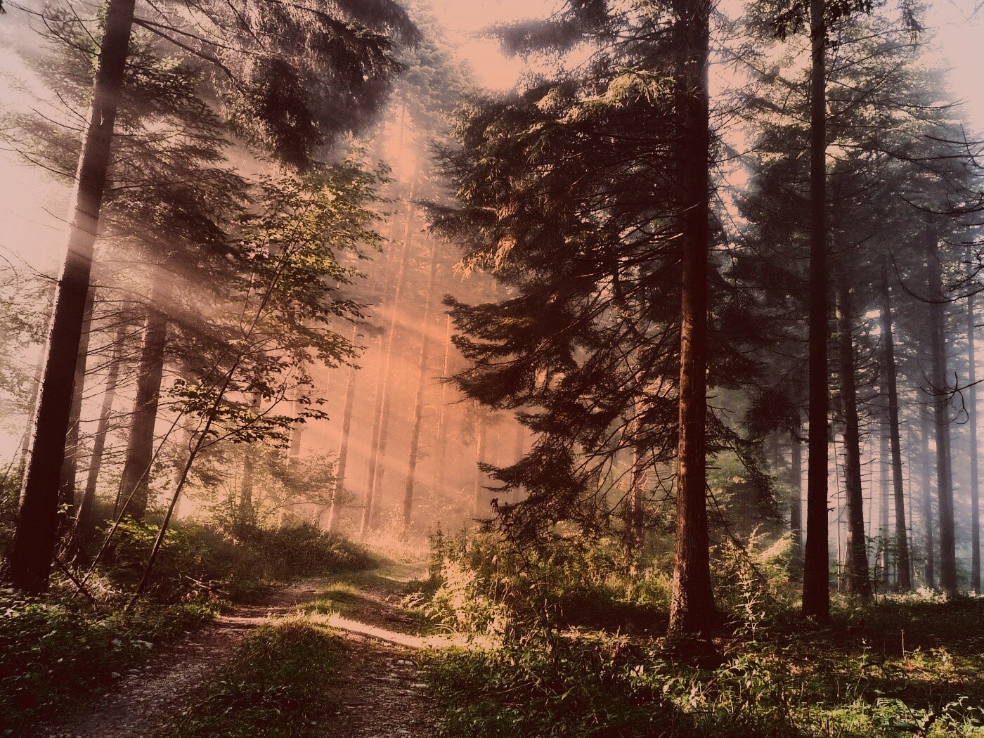 Тропа в лесу обои