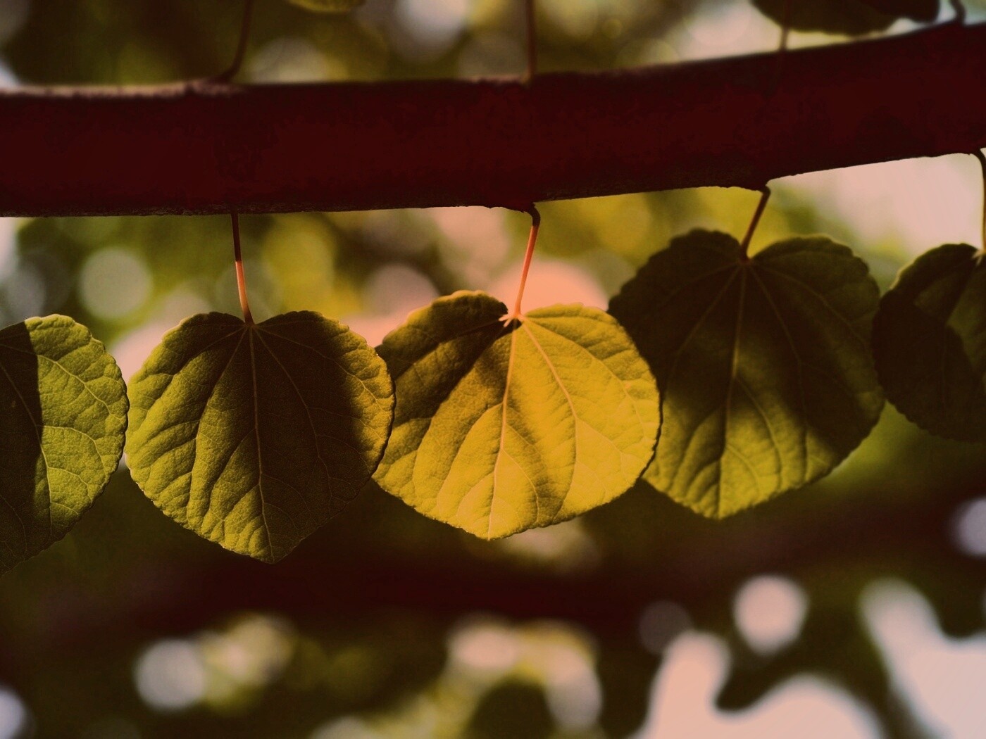 Ветка с зелеными листочками обои