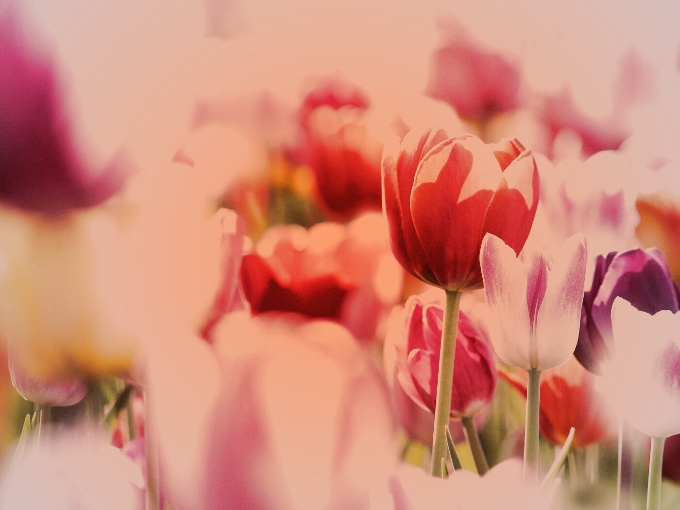 Красивые тюльпаны обои