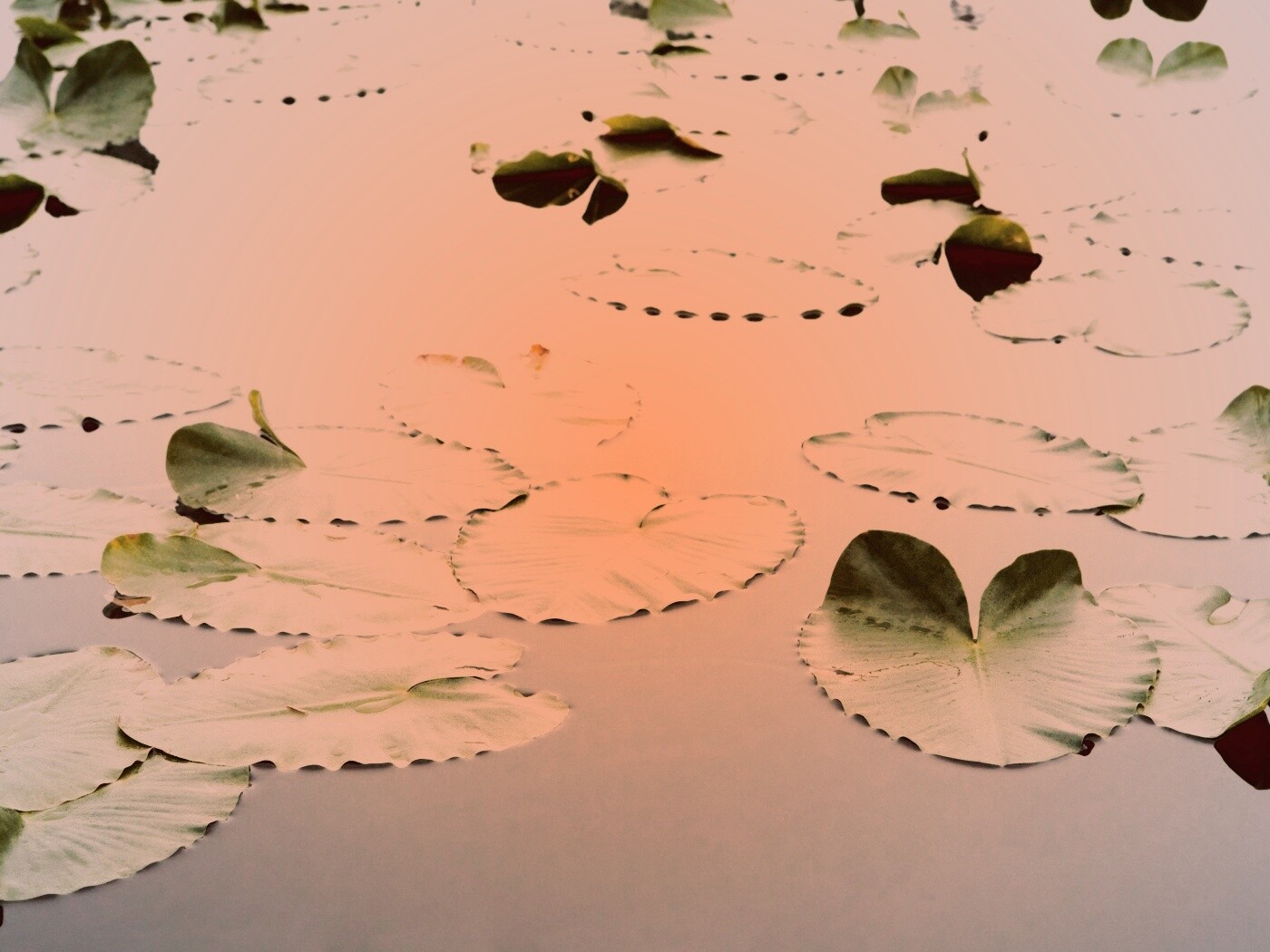Плавающие листья обои