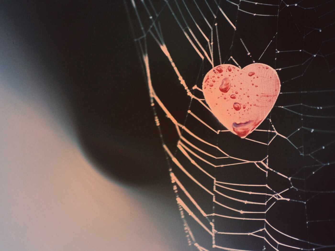 Сердце в паутине обои