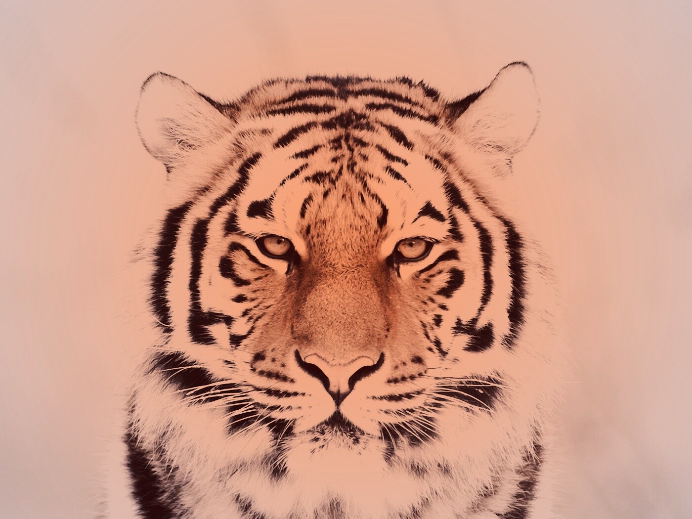 Красавец тигр обои