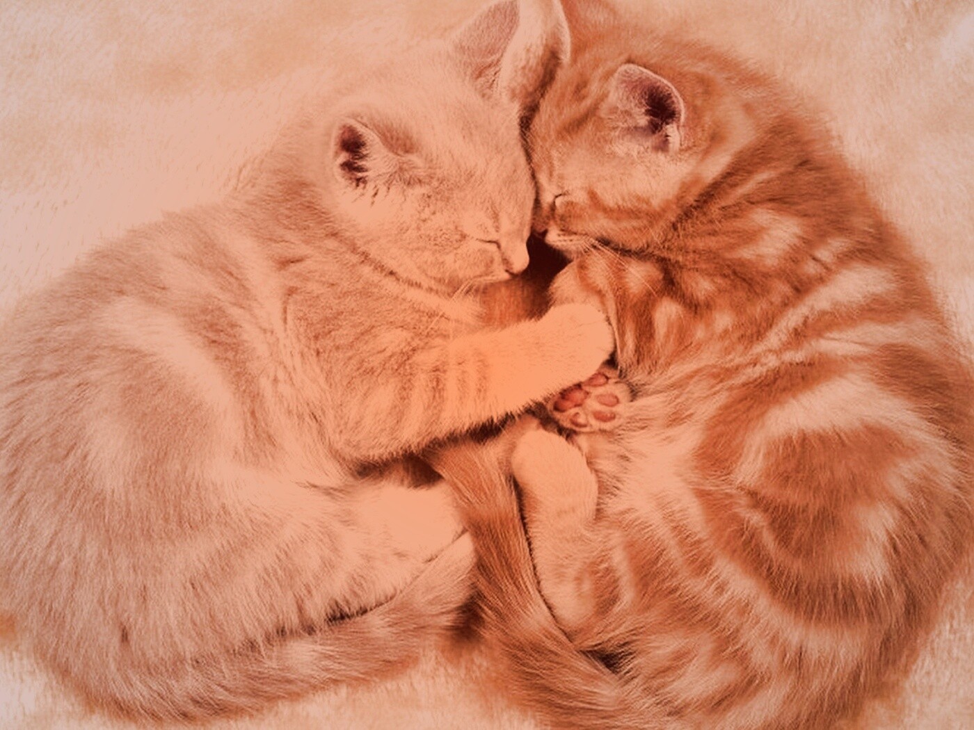 Рыжие котята в обнимку обои