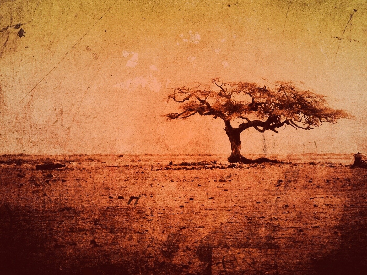 Гранжевое дерево в саванне обои