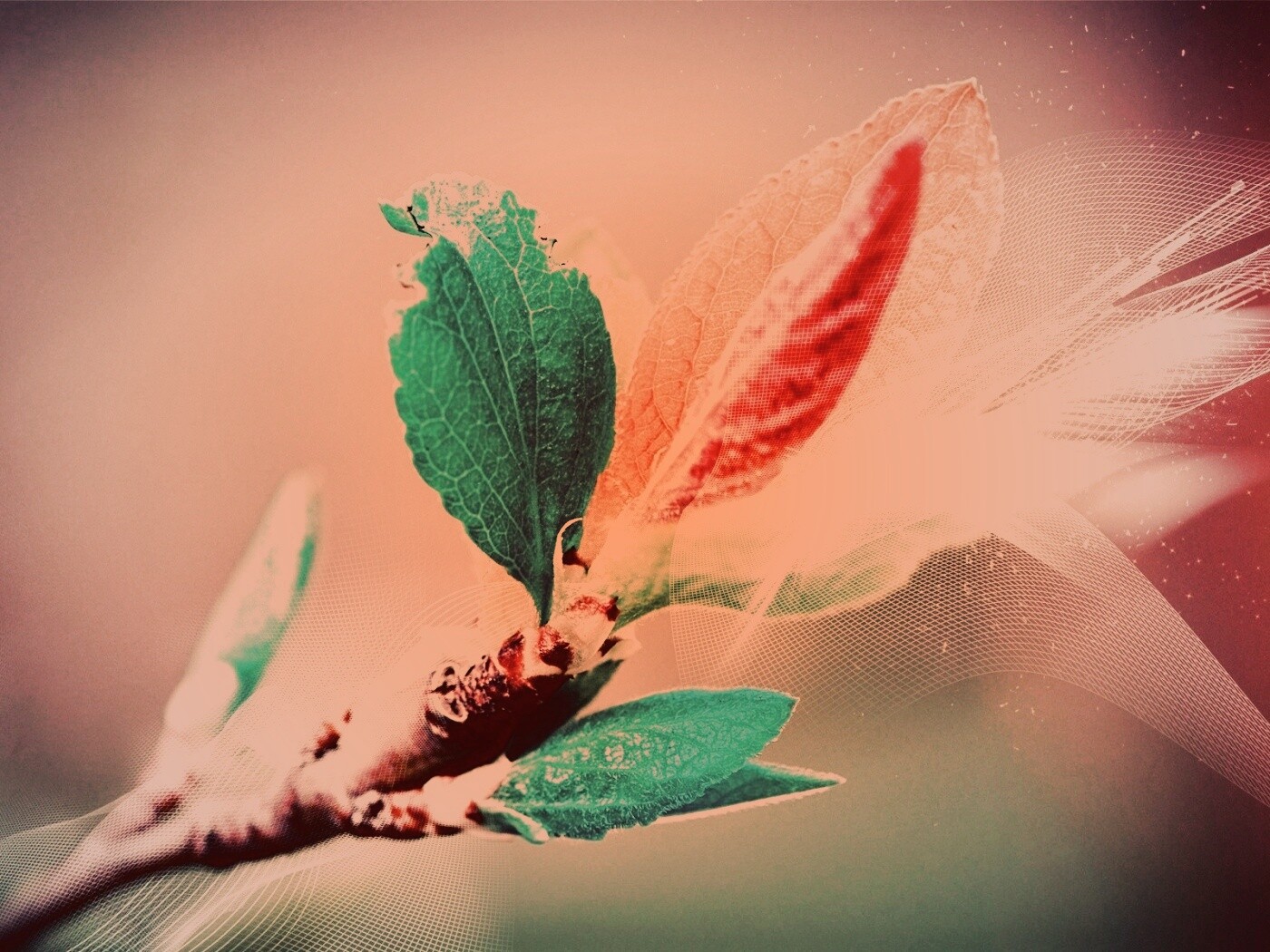 Разноцветные листья обои