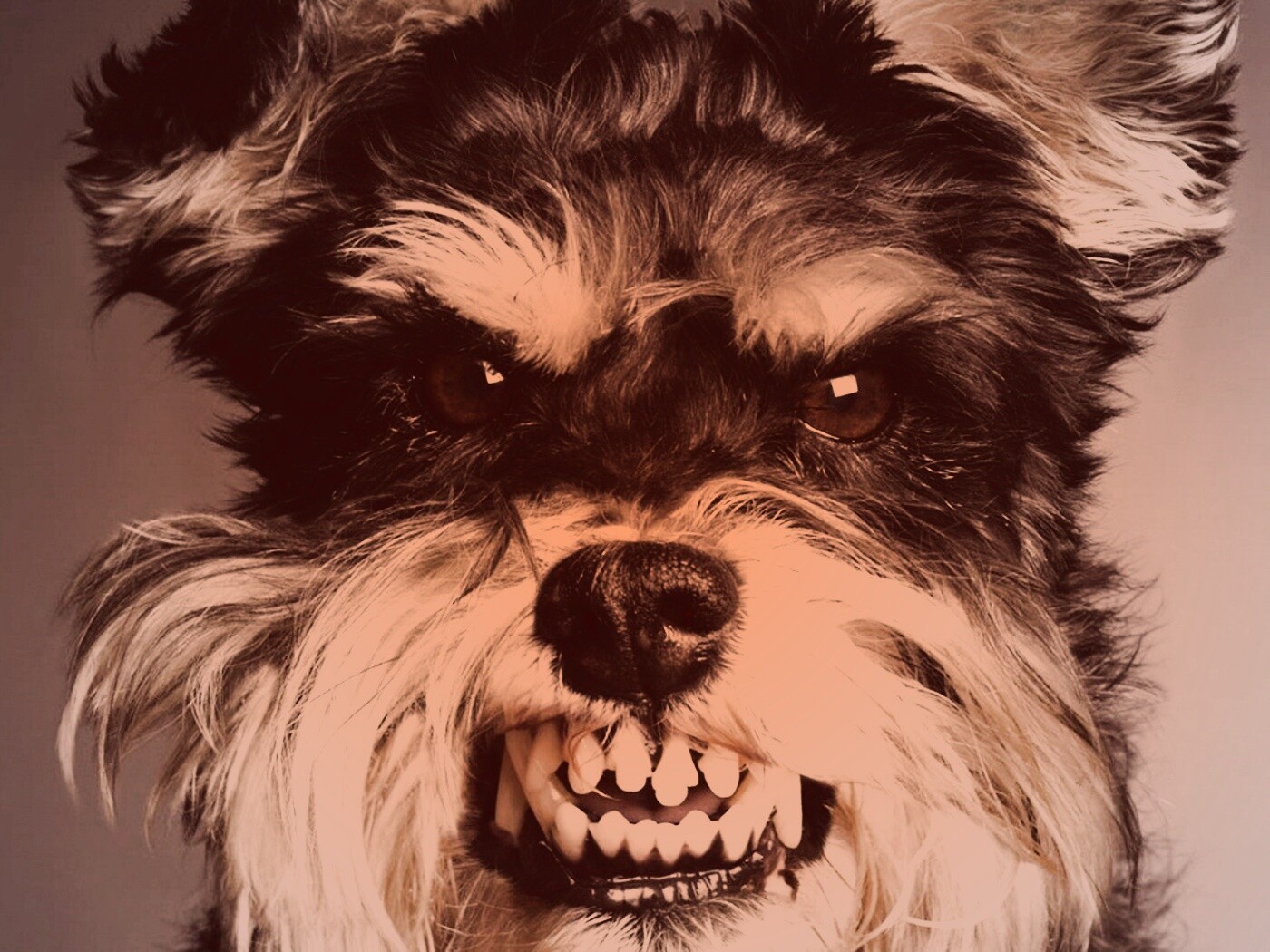 Терьер вне себя обои