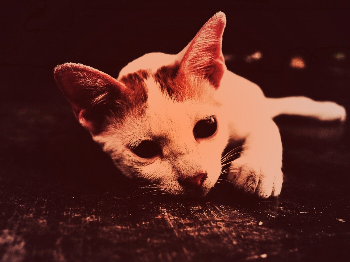 Белый кот на черном полу обои