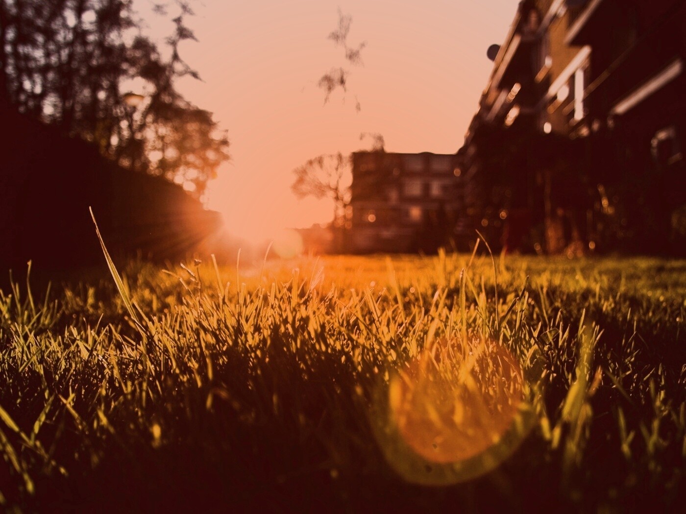 Трава во дворе обои