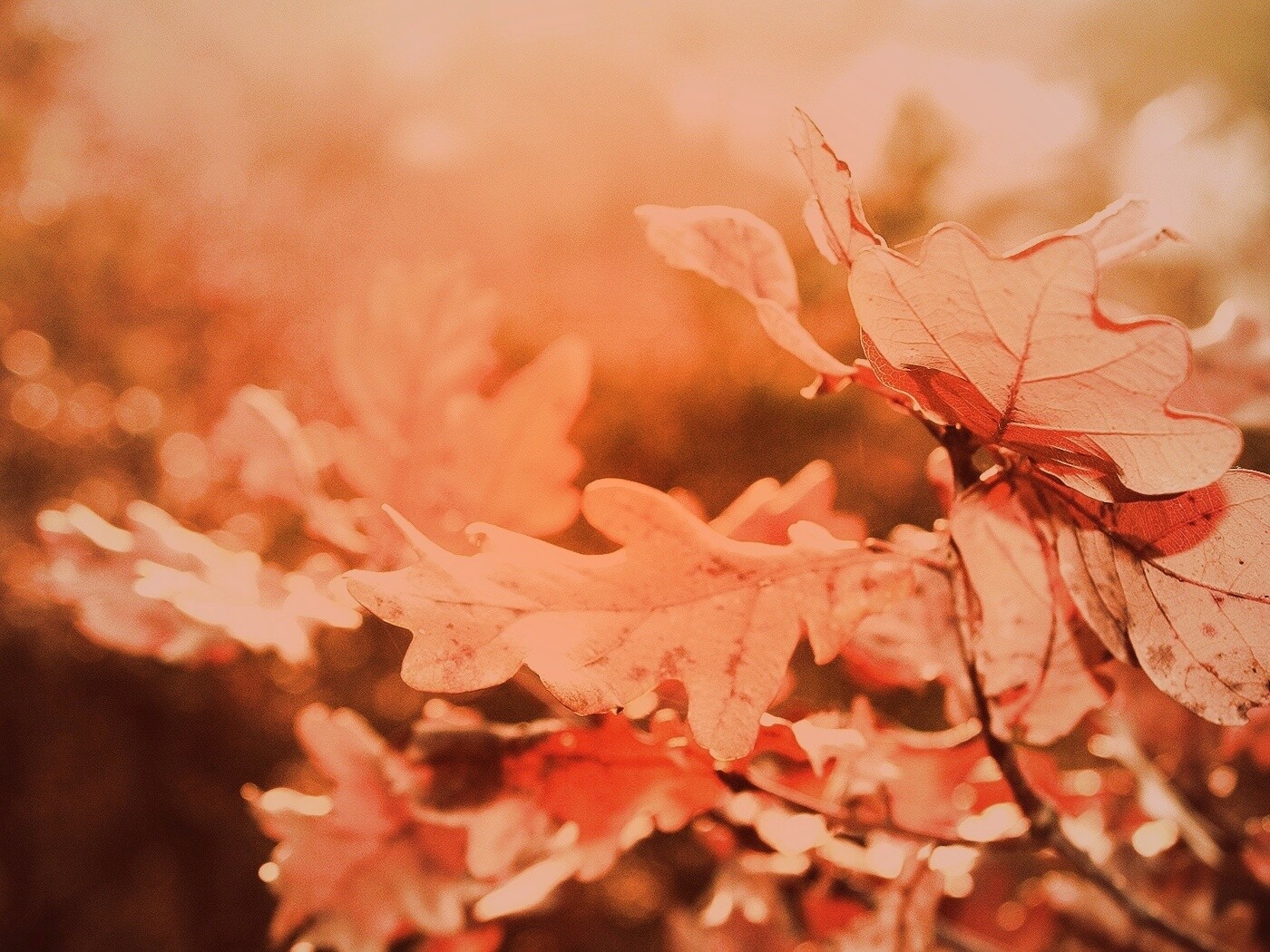 Дубовые листья обои