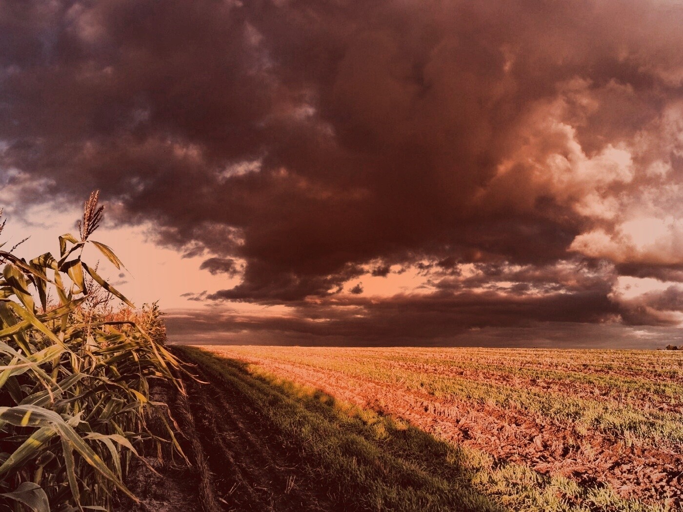 Кукурузное поле обои