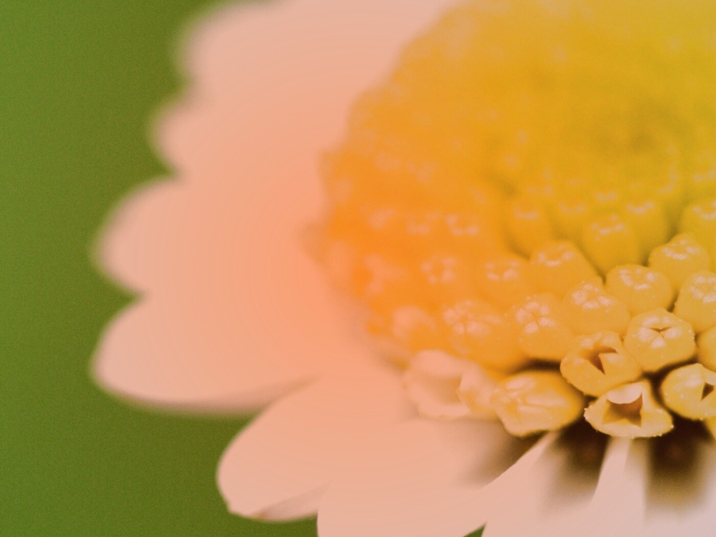 Хризантема обои