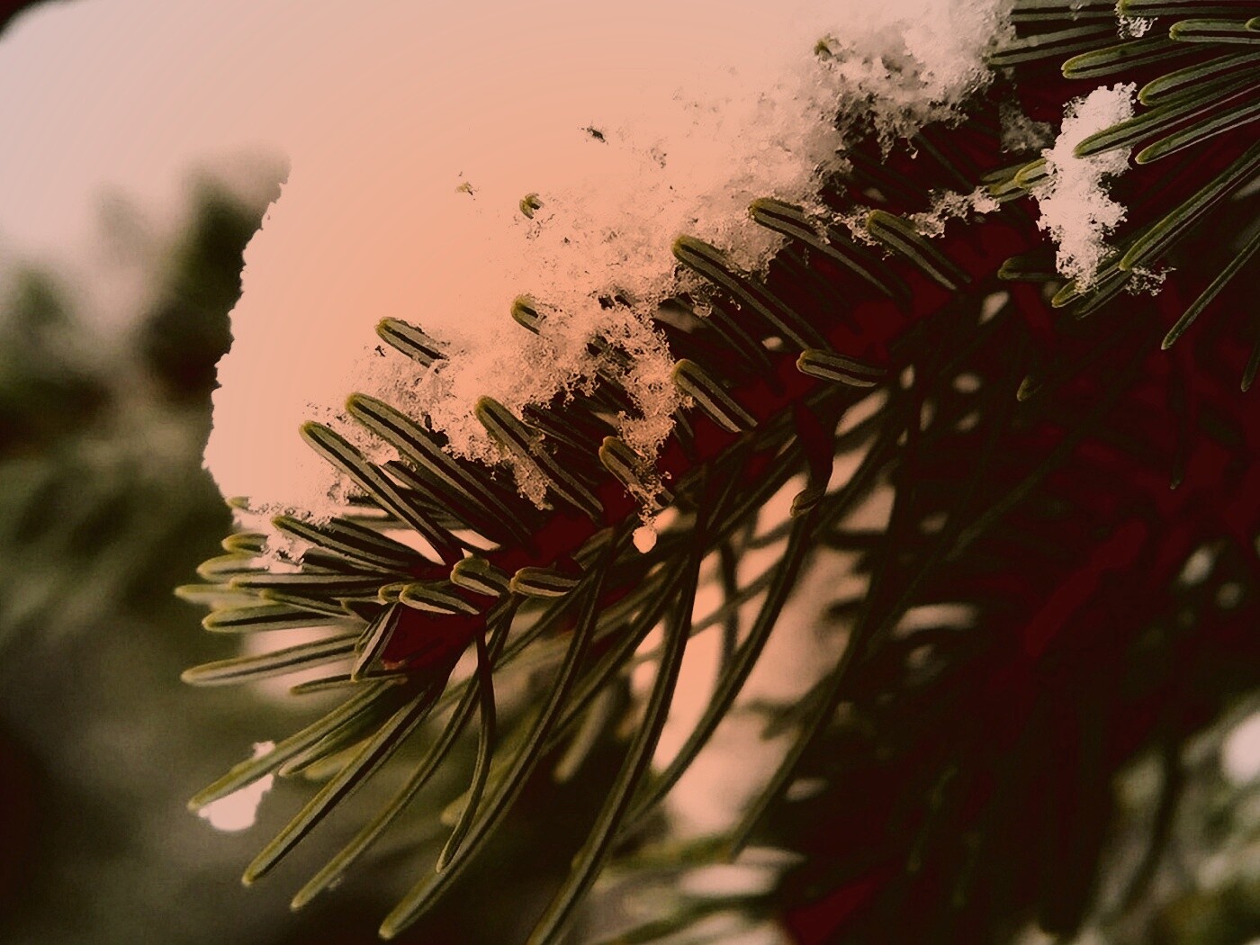 Хвойная ветка вся в снегу обои