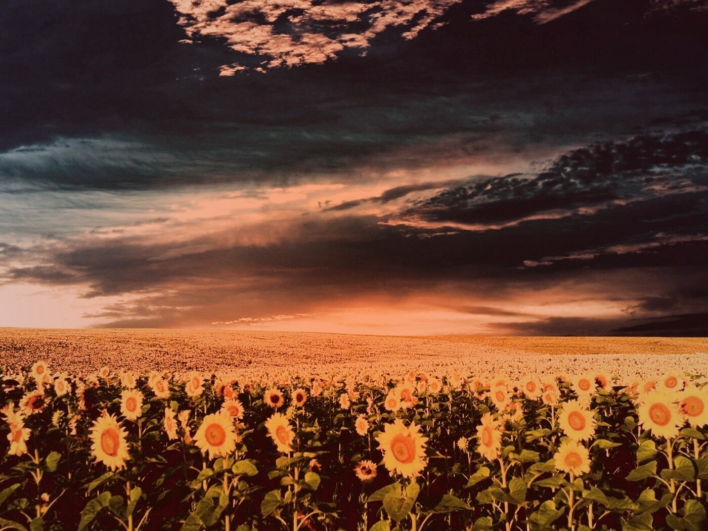 Целое поле подсолнухов обои