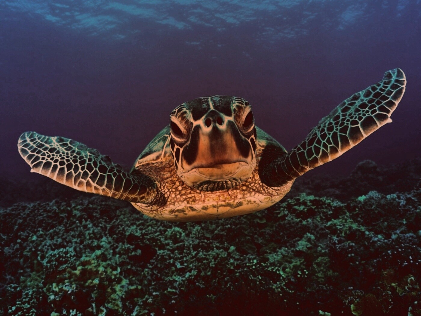 Морская черепаха обои