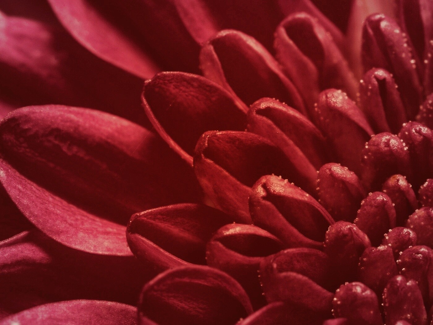 Лепестки хризантемы обои