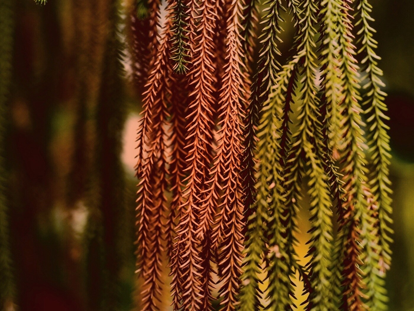 Зеленые колючки обои