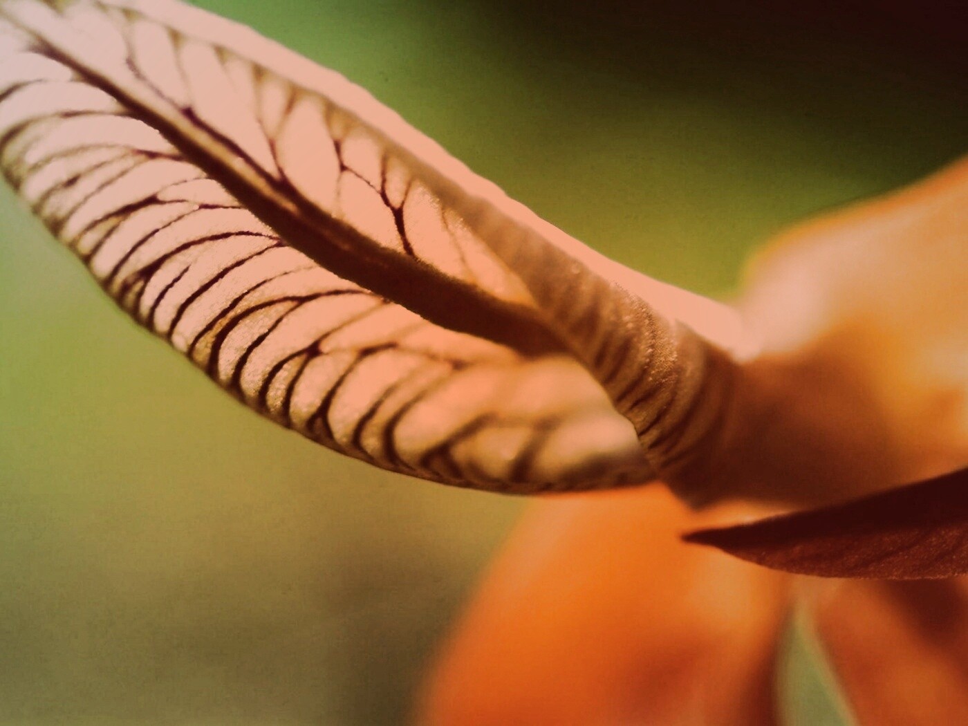 Сетчатый лист обои