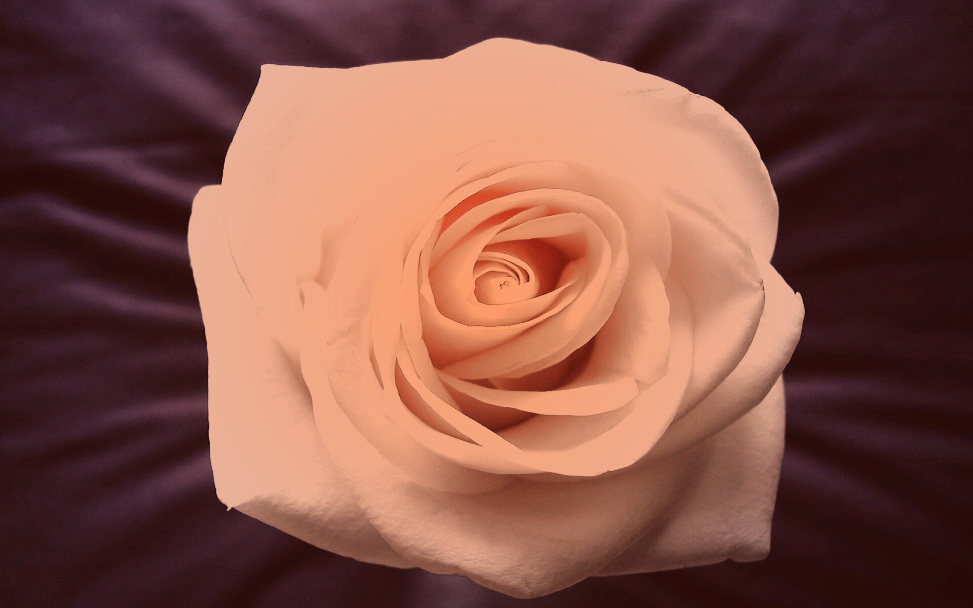 Белая роза обои