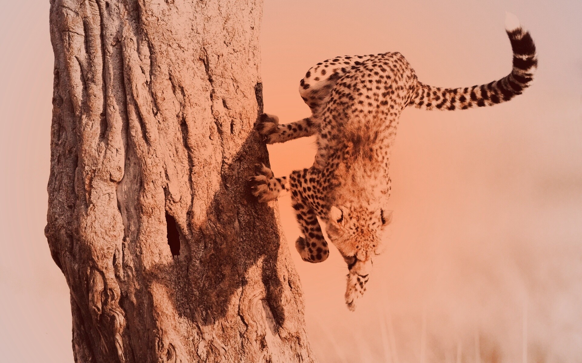 Скалолаз обои