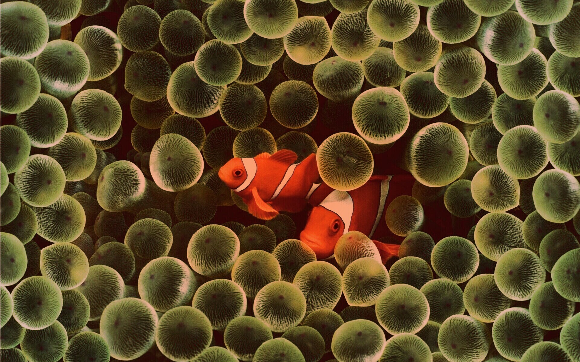 Рыбка клоун стандартные обои iPhone обои