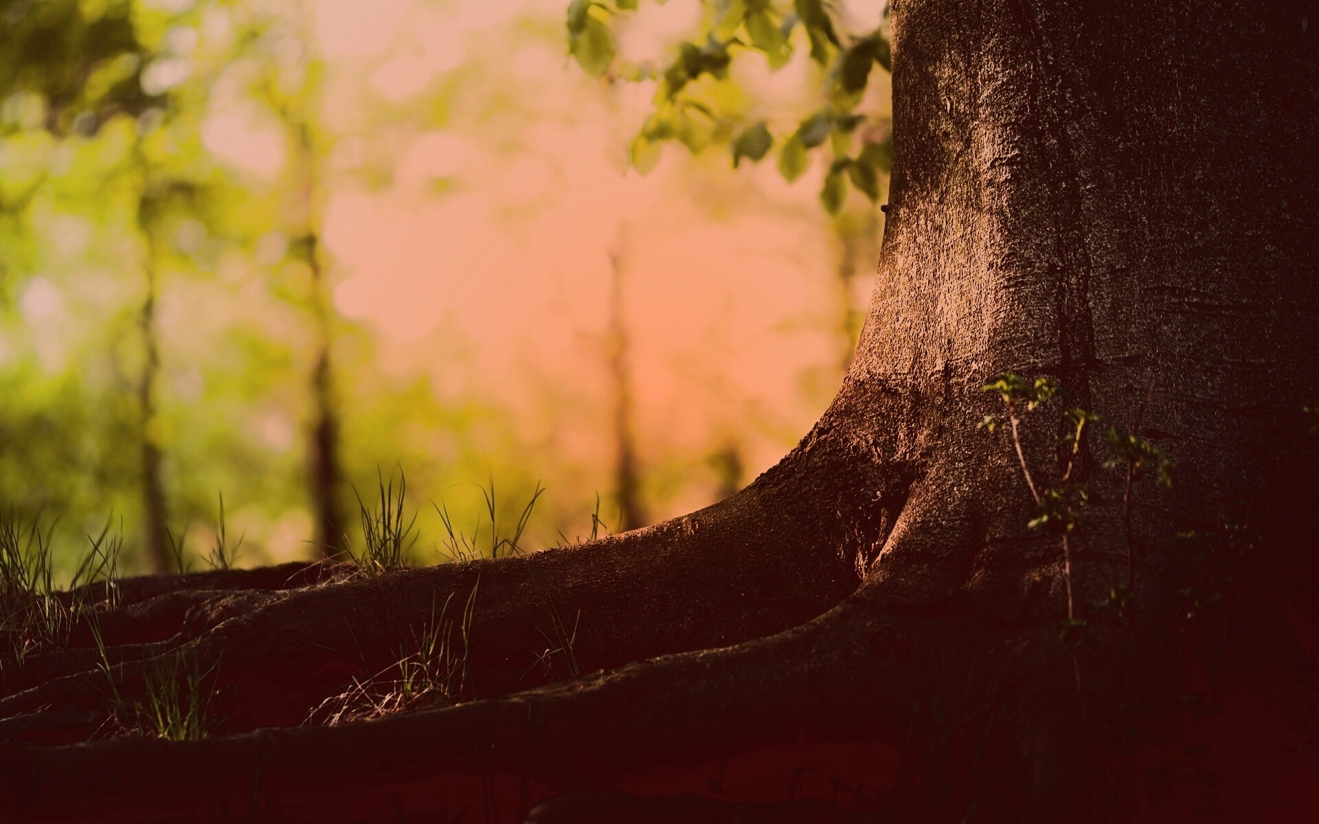 Корни дерева обои