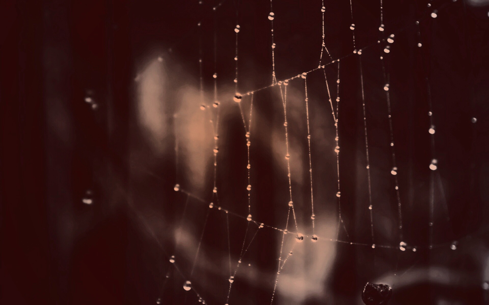 Роса на паутине обои