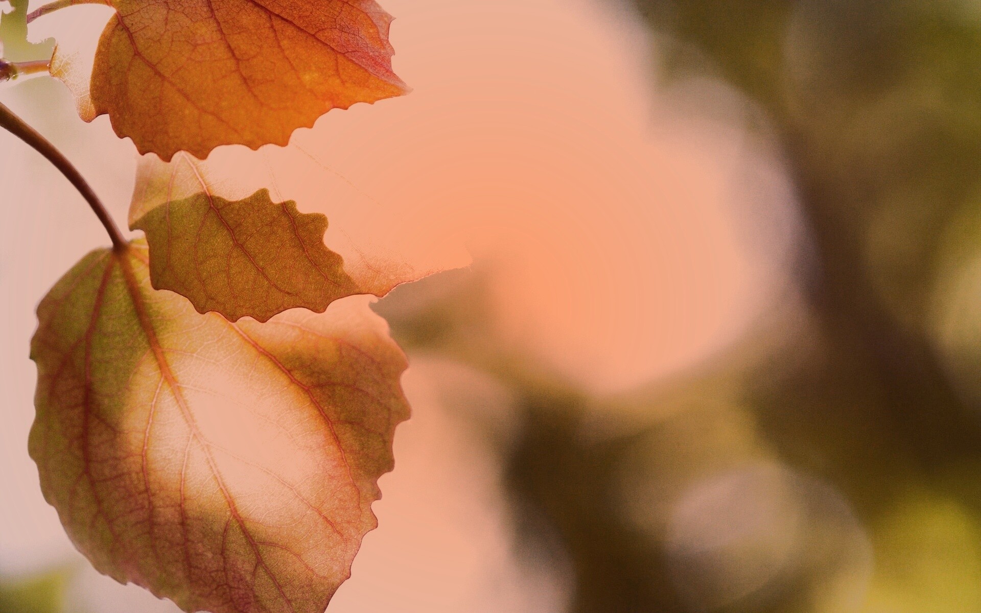 Макро фото осенней листвы обои