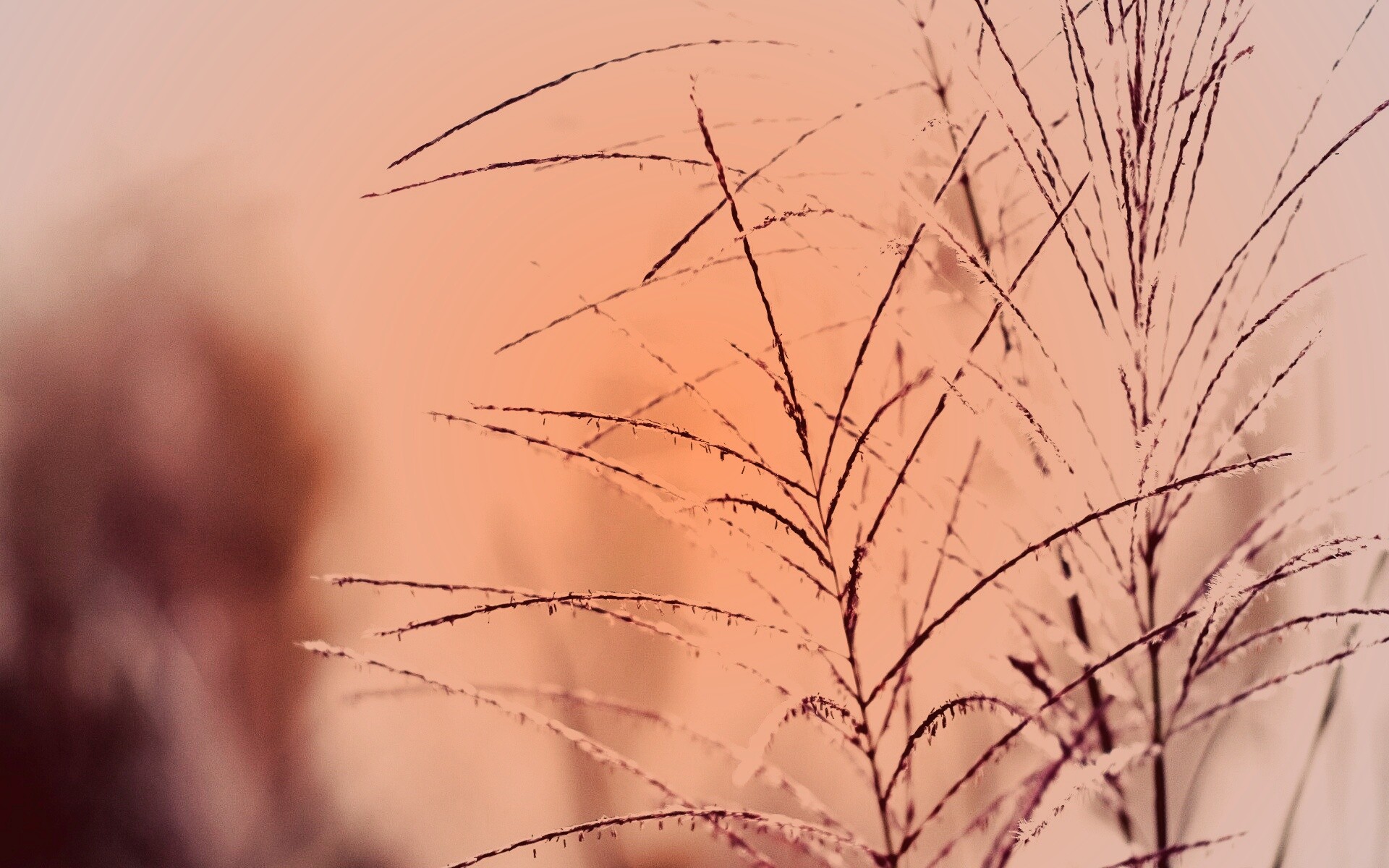 Макро фото растения обои