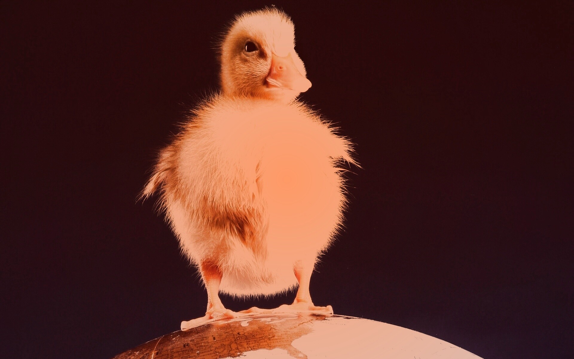 Утёнок на глобусе обои