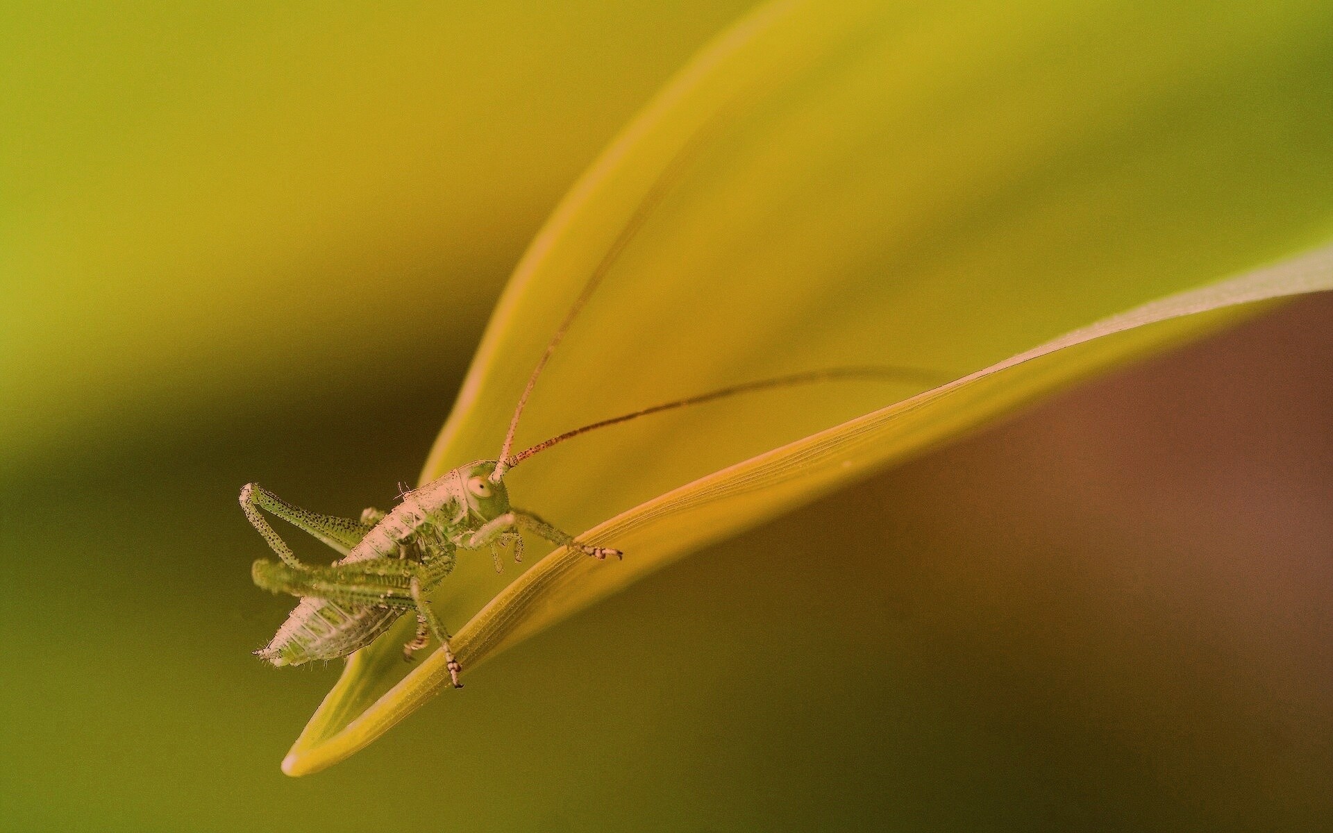 Кузнечик на листике обои