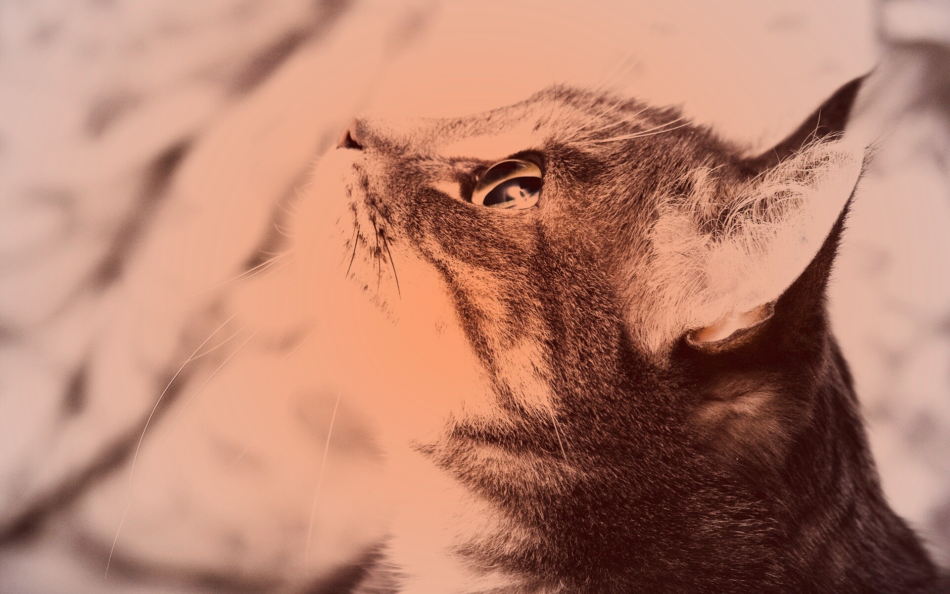 Котик смотрит верх обои