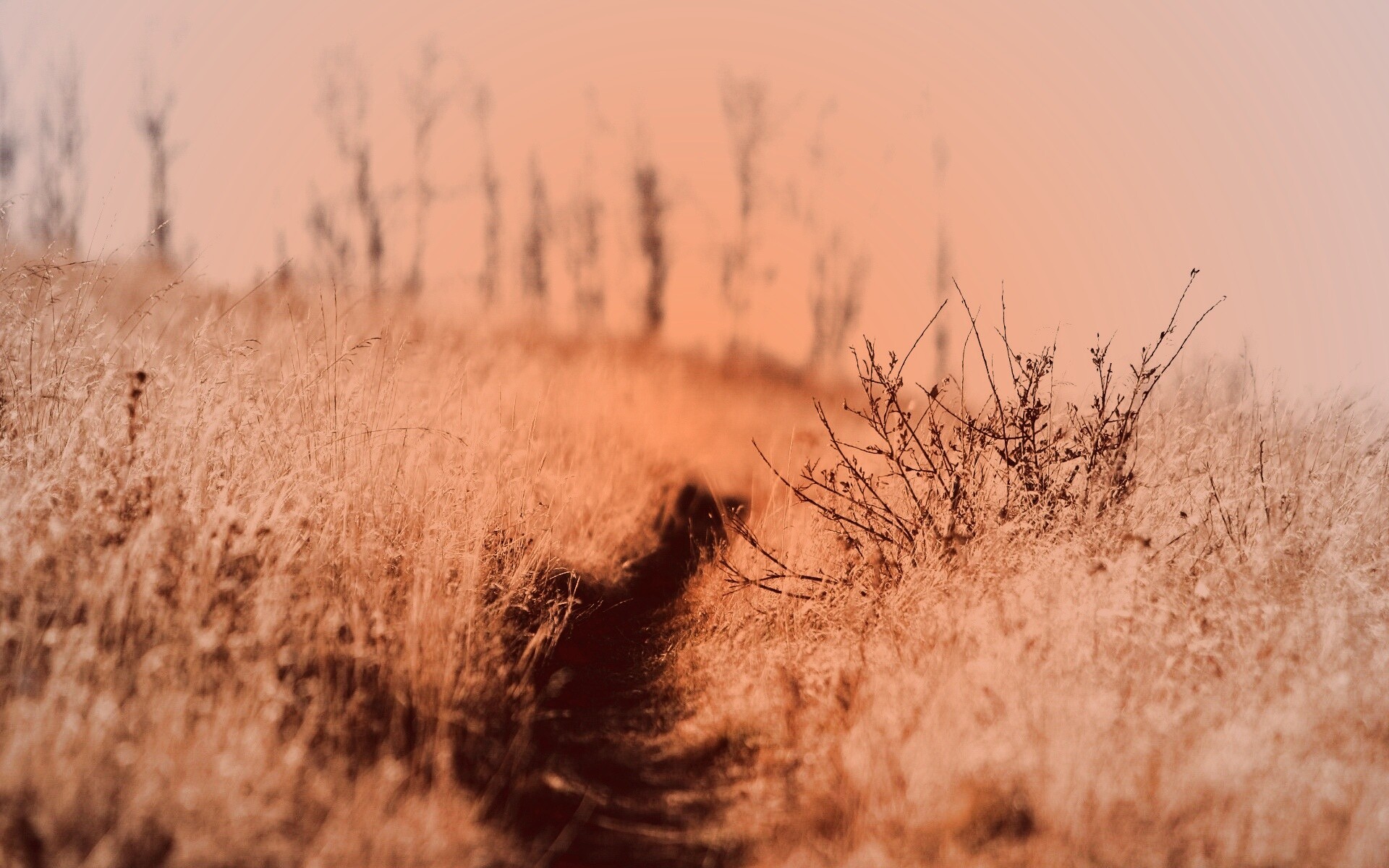 Тропинка в поле обои