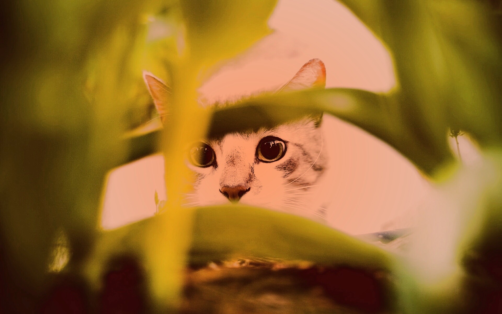 Кот в засаде обои