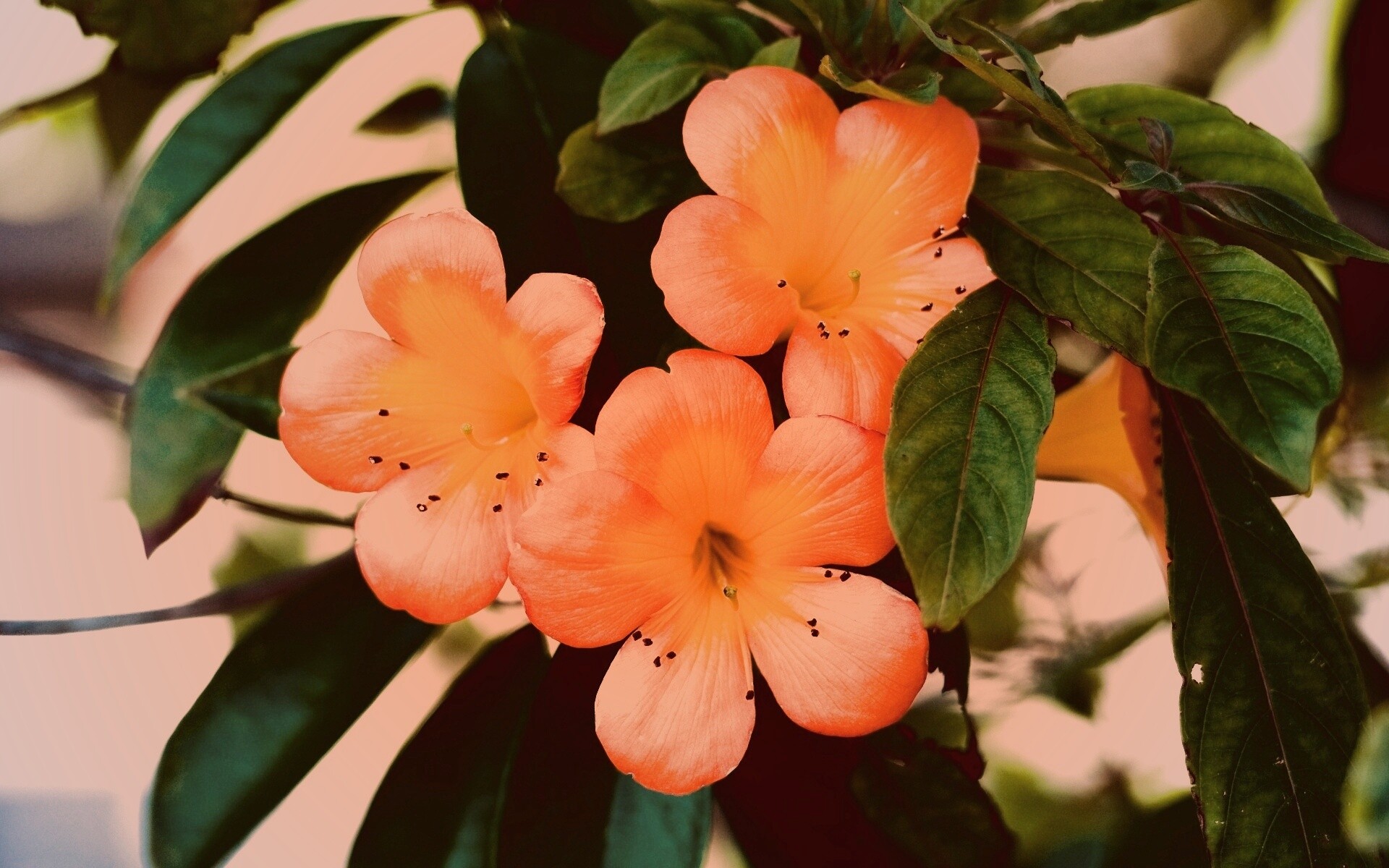 Оранжевые цветочки обои