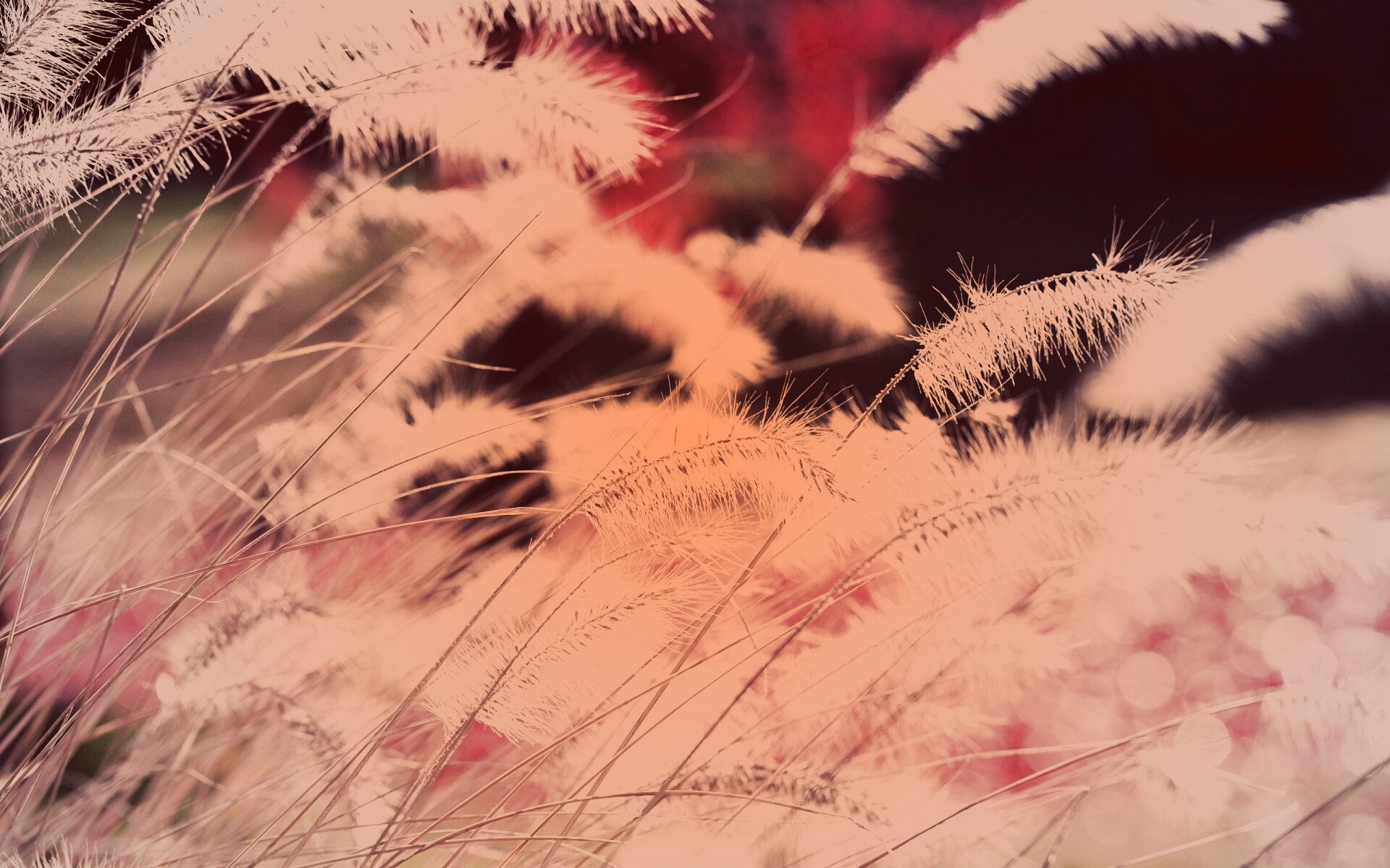 Травинки на ветру обои