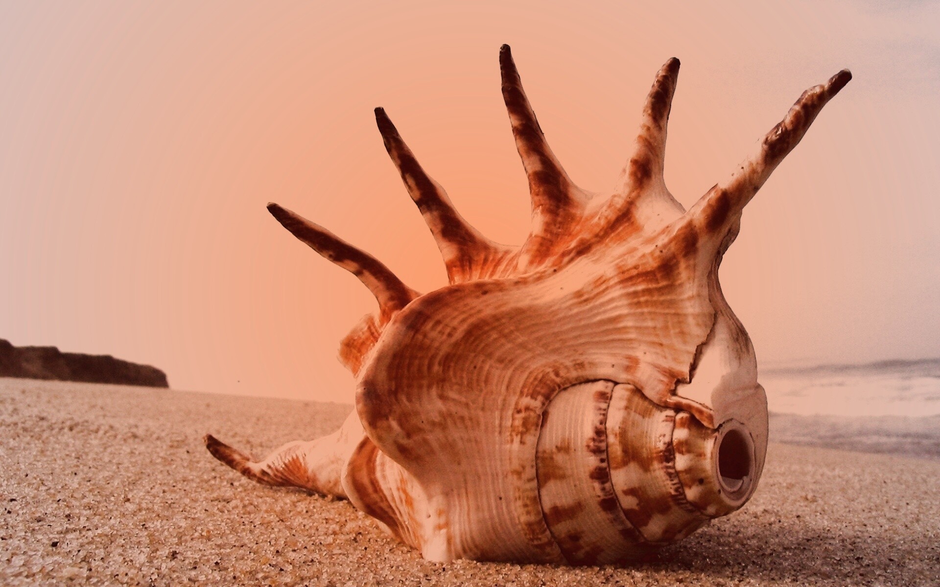 Раковина с гребнем обои