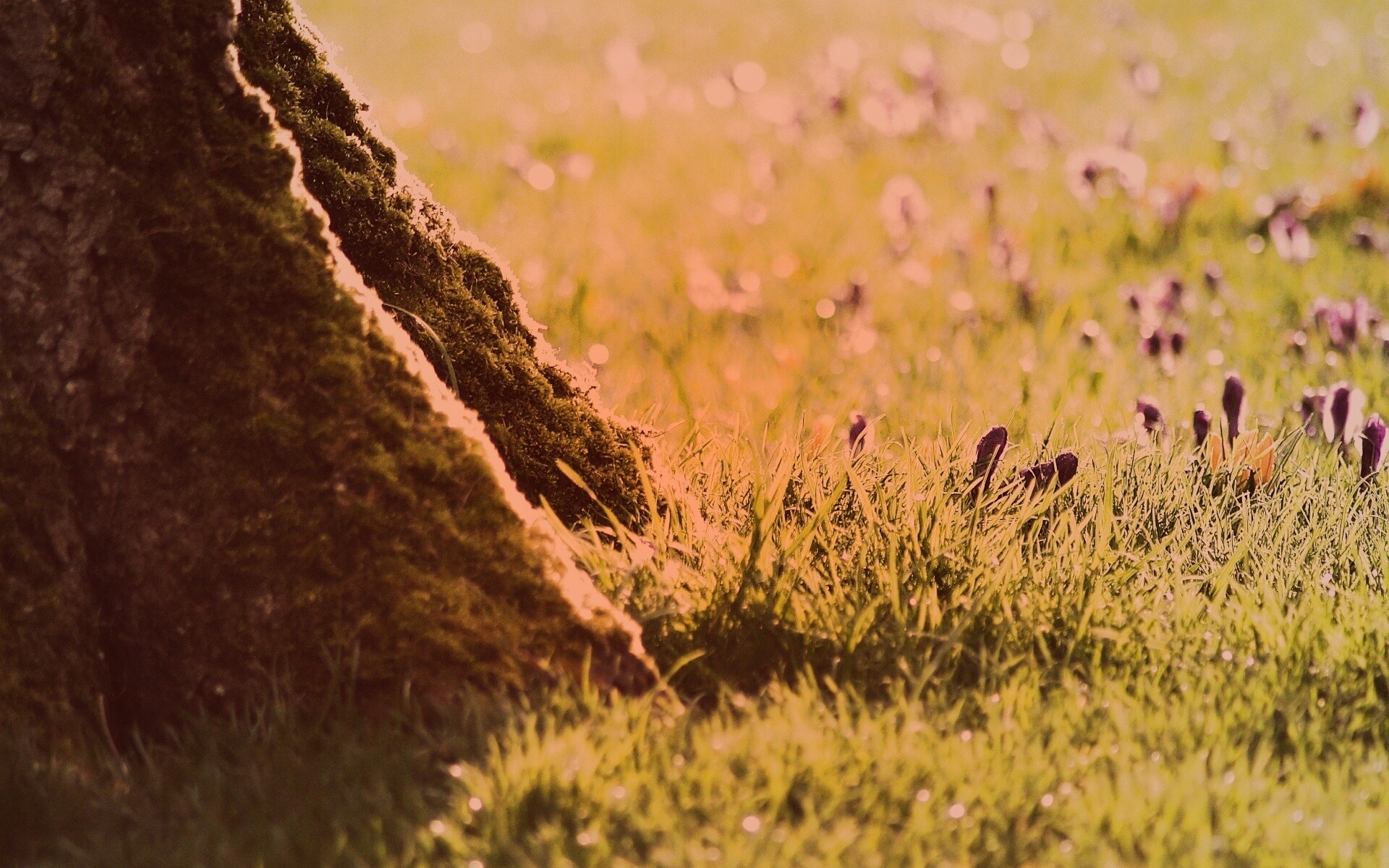 Дерево в траве обои