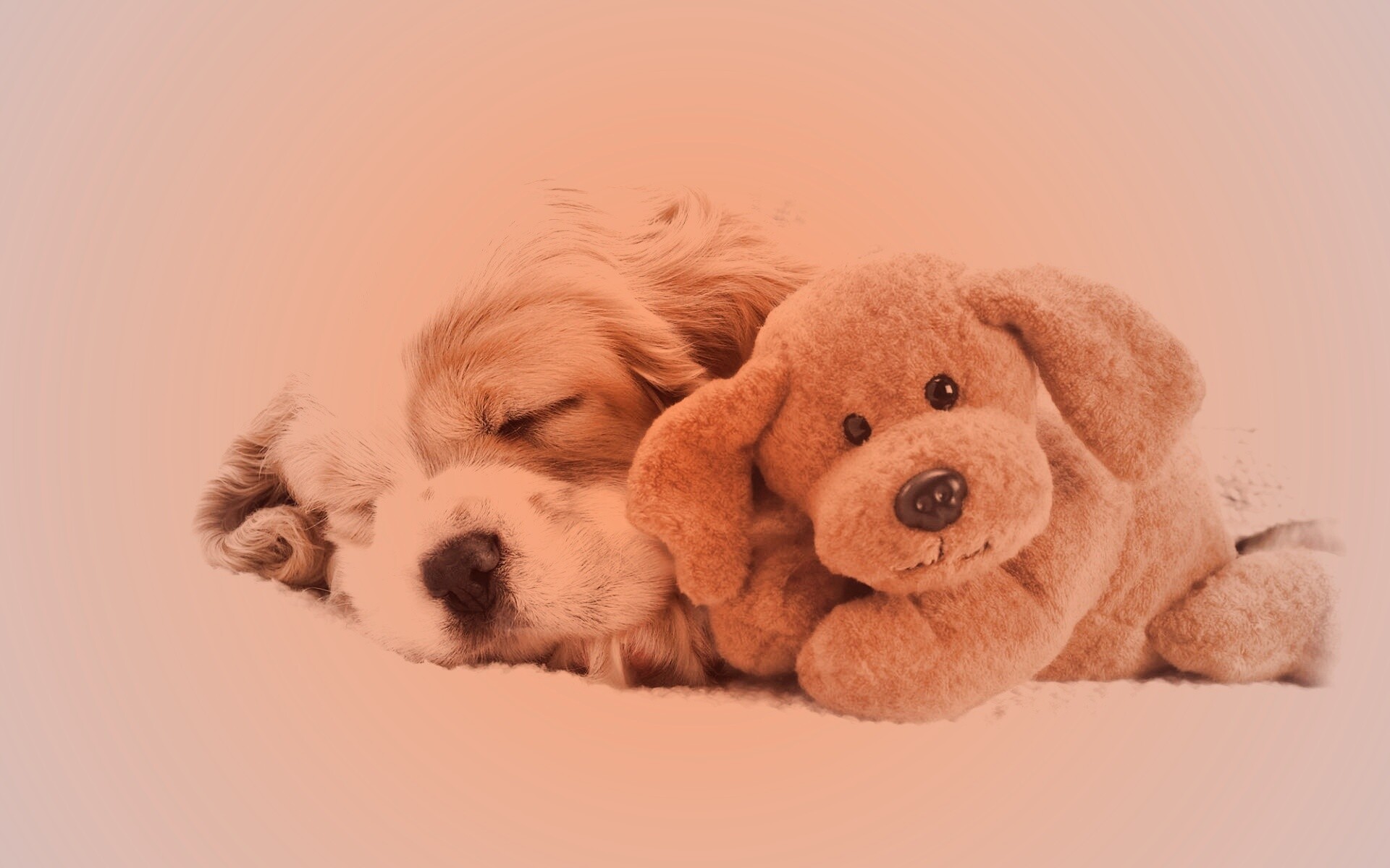 Собака спит с игрушкой обои