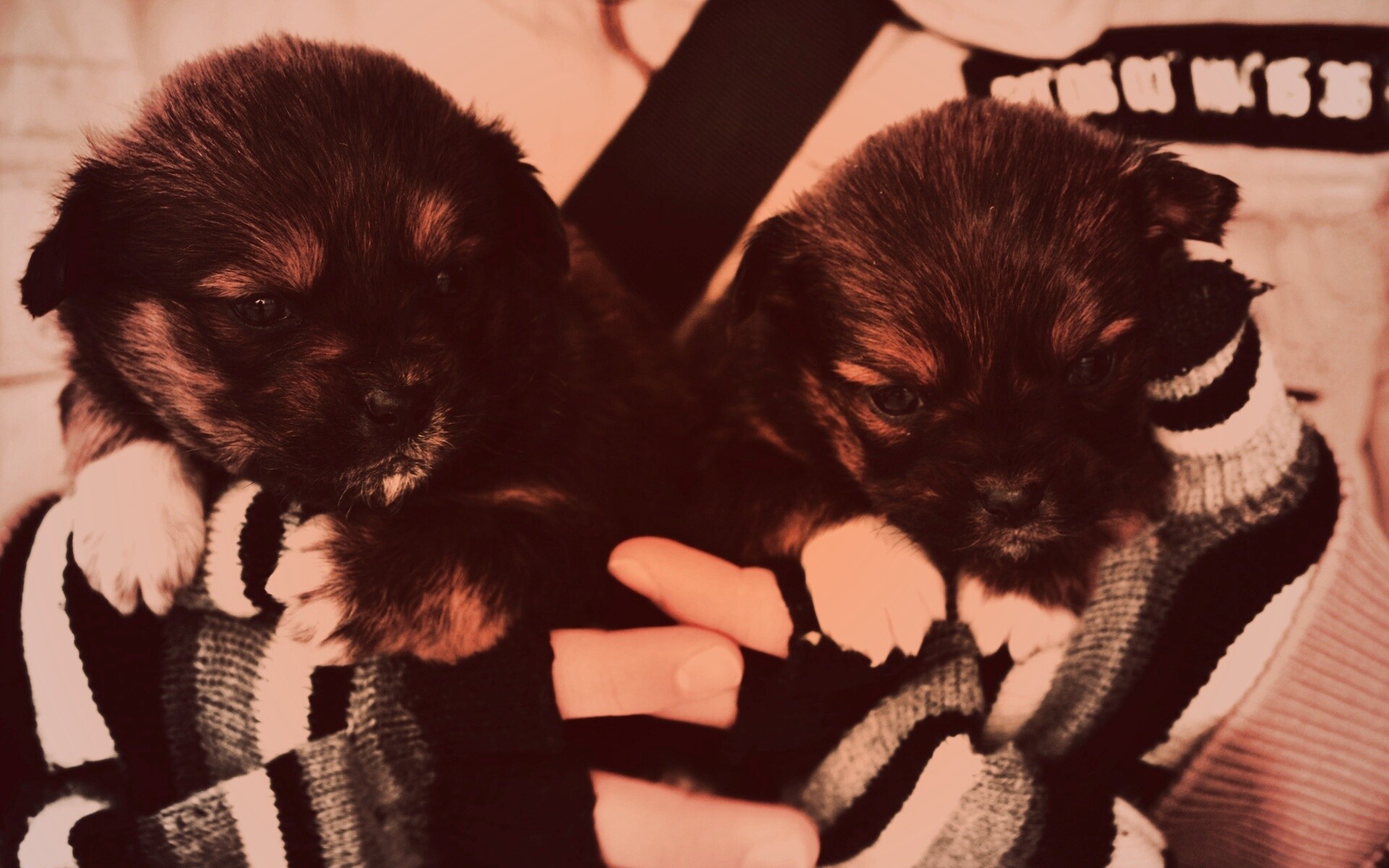 Два коричневых щенка обои
