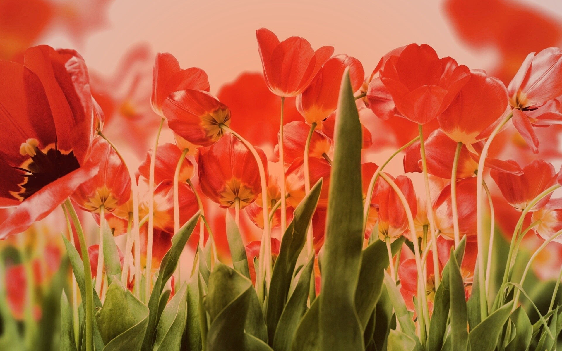 Цветущие маки обои