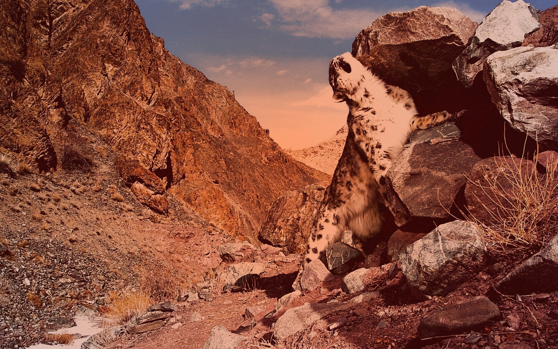 Барс чешется о камни обои