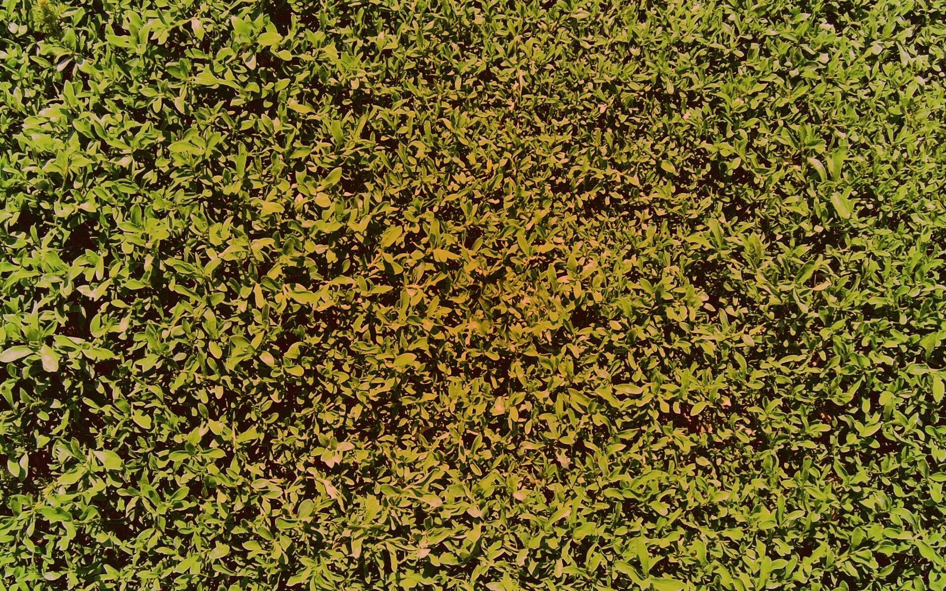 Чайные листья обои