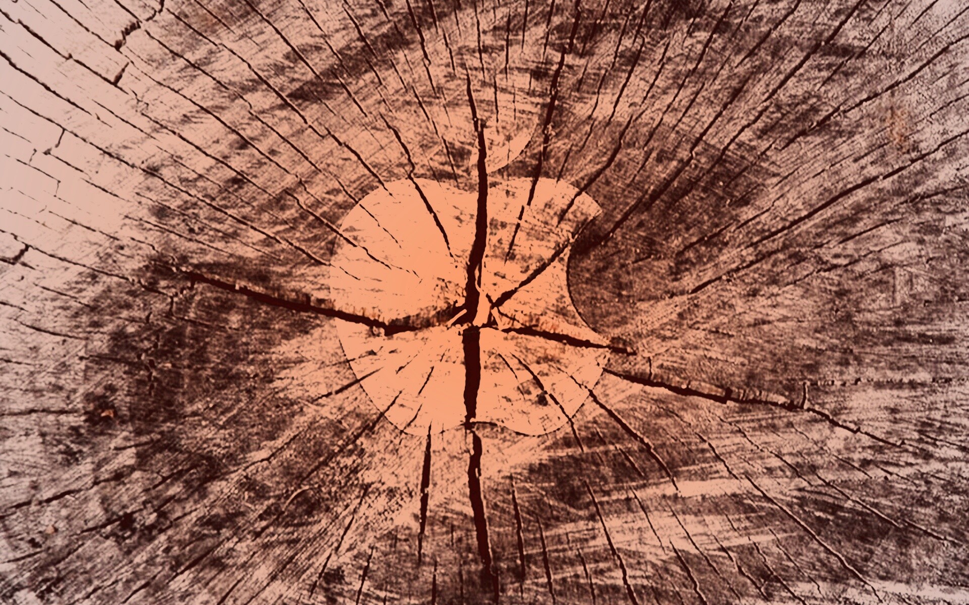 Логотип Apple на бревне обои