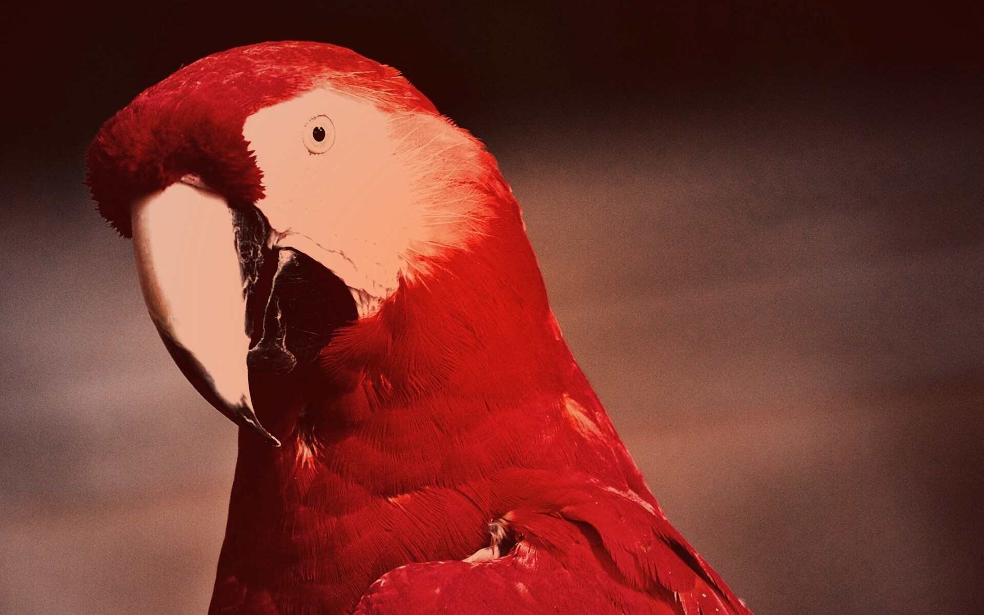 Важный попугай обои